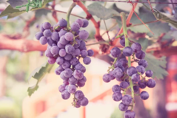 Grapes hang from a vine with filter effect retro vintage style — Stock Photo, Image