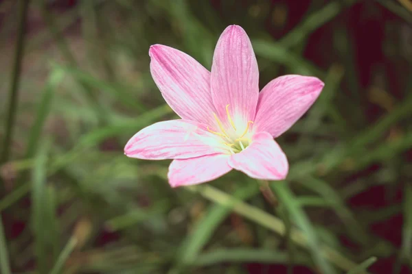 Flores con efecto de filtro estilo retro vintage — Foto de Stock