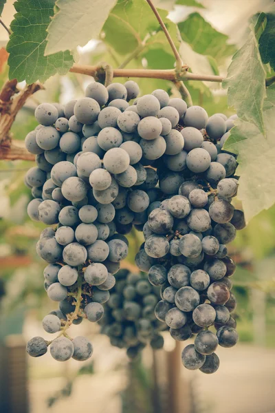 Raisins suspendus à une vigne avec effet filtre style vintage rétro — Photo