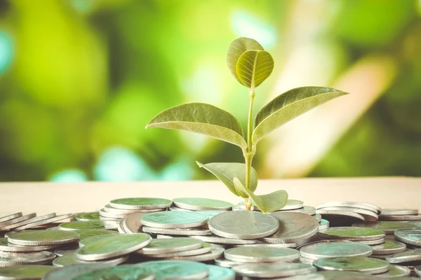 Save money for investment concept plant growing out of coins mon — Stock Photo, Image