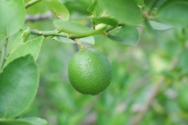 Limon meyve, yeşil ıhlamur ağacı dallarında asılı