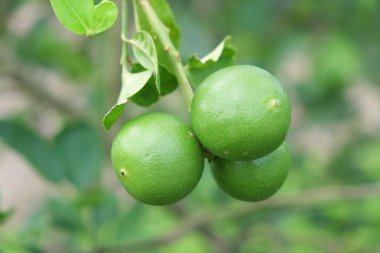 Limon meyve, yeşil ıhlamur ağacı dallarında asılı