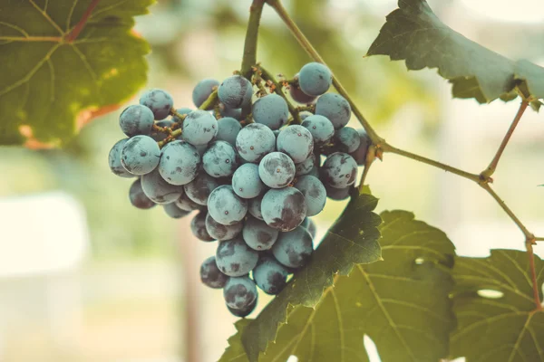 Uvas cuelgan de una vid con efecto filtro estilo vintage retro — Foto de Stock