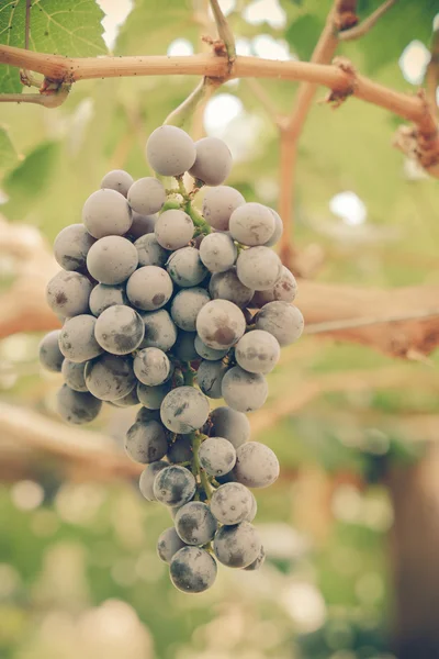 Uvas cuelgan de una vid con efecto filtro estilo vintage retro — Foto de Stock