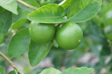 Limon meyve, yeşil ıhlamur ağacı dallarında asılı