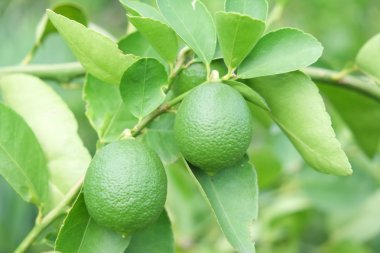 Limon meyve, yeşil ıhlamur ağacı dallarında asılı