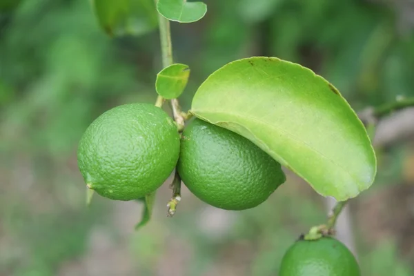 Лимонный плод, липа зеленая, свисающая с ее ветвей. — стоковое фото