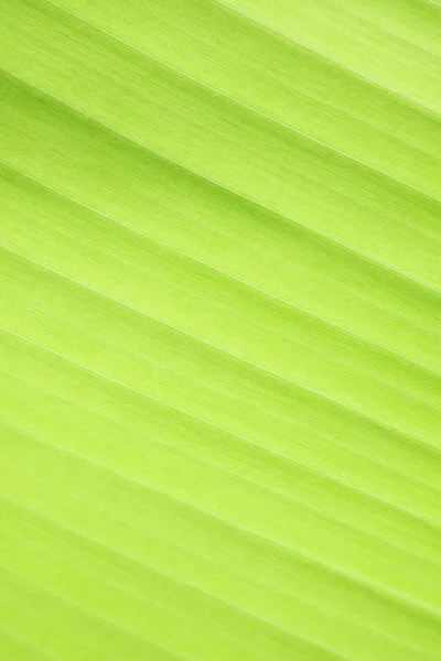 Groene bananen blad verse natuur achtergrond — Stockfoto