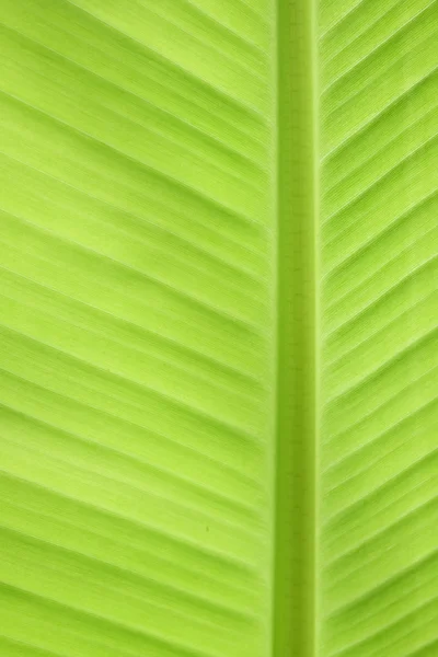 Verde banana foglia fresca natura sfondo — Foto Stock