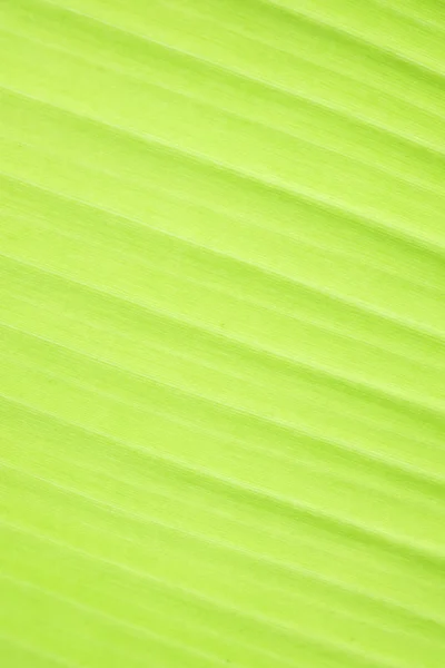 Hoja de plátano verde naturaleza fresca fondo — Foto de Stock