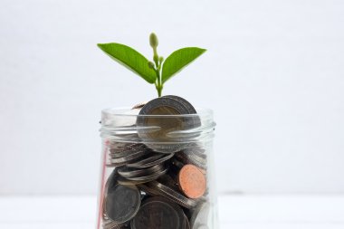 paralar dışarı büyüyen yatırım kavramı bitki için tasarruf