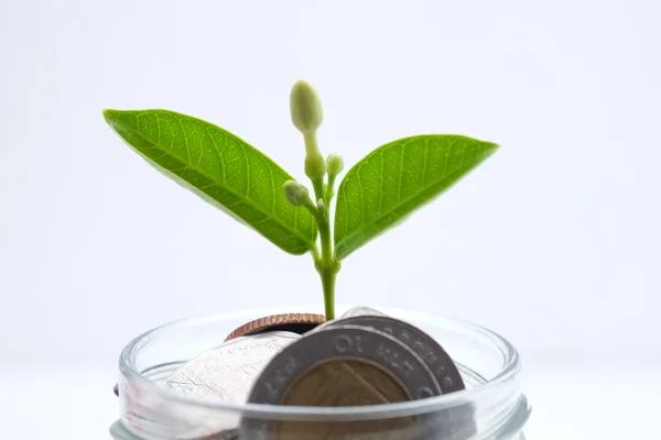 Paralar dışarı büyüyen yatırım kavramı bitki için tasarruf — Stok fotoğraf
