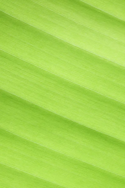 Feuille de banane verte fond nature frais — Photo