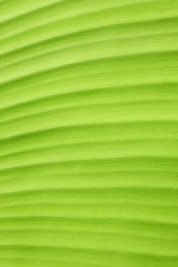yeşil muz yaprak taze doğa arka plan