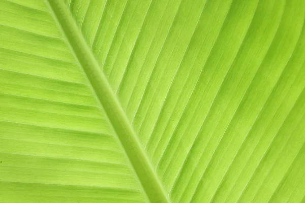 Folha de banana verde natureza fresca fundo — Fotografia de Stock