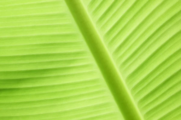 Hoja de plátano verde naturaleza fresca fondo — Foto de Stock