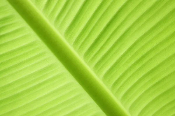 Folha de banana verde natureza fresca fundo — Fotografia de Stock