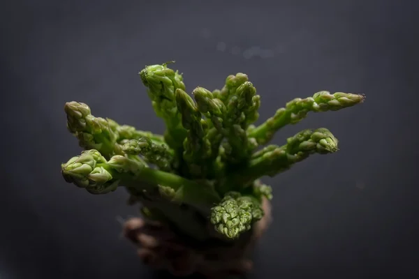 Fresh green asparagus for cooking. — Stock Photo, Image