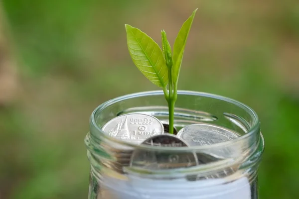 Planta que cresce a partir de moedas — Fotografia de Stock