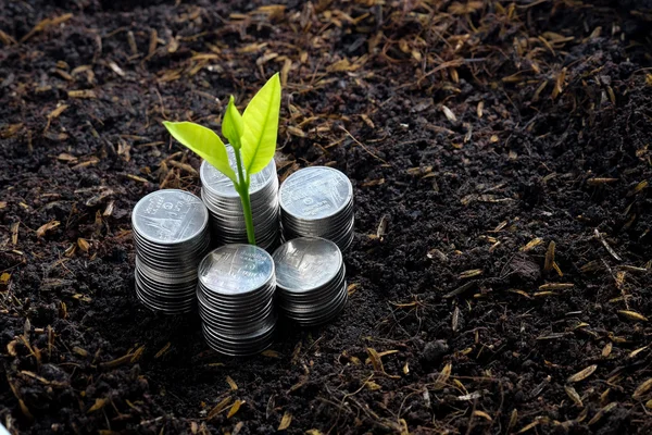 Konzeptpflanze zur Geldvermehrung wächst aus Münzen — Stockfoto
