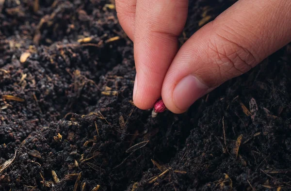 Mão do agricultor plantando sementes no solo — Fotografia de Stock
