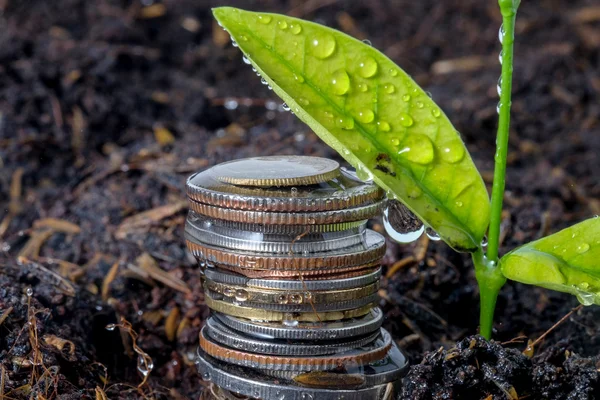 Business finance. save money for investment concept plant growin — Stock Photo, Image