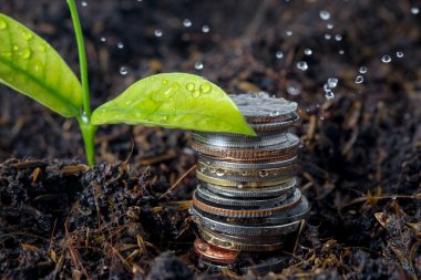 işletme finansı. yatırım kavramı bitki büyüyen para ödemekten kurtulun