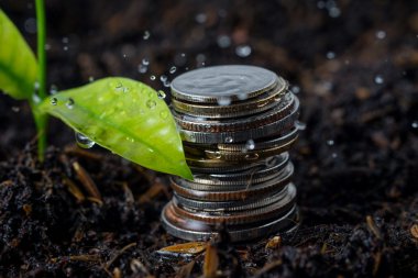 işletme finansı. yatırım kavramı bitki büyüyen para ödemekten kurtulun