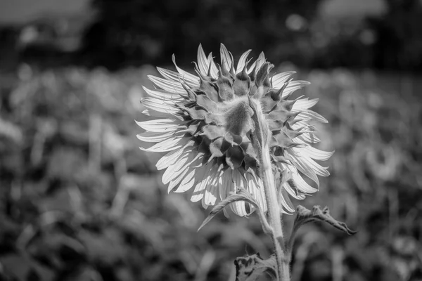 Sunflower with filter effect blabk and white style — Stock Photo, Image