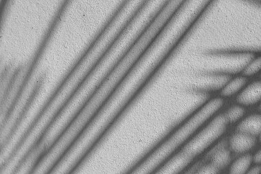 Beton bir duvardaki gölge yaprağının siyah ve beyaz soyut arkaplan dokusu.