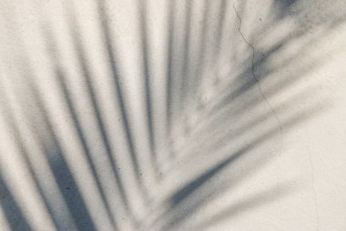 Beton duvardaki gölge yaprağının soyut arkaplan dokusu