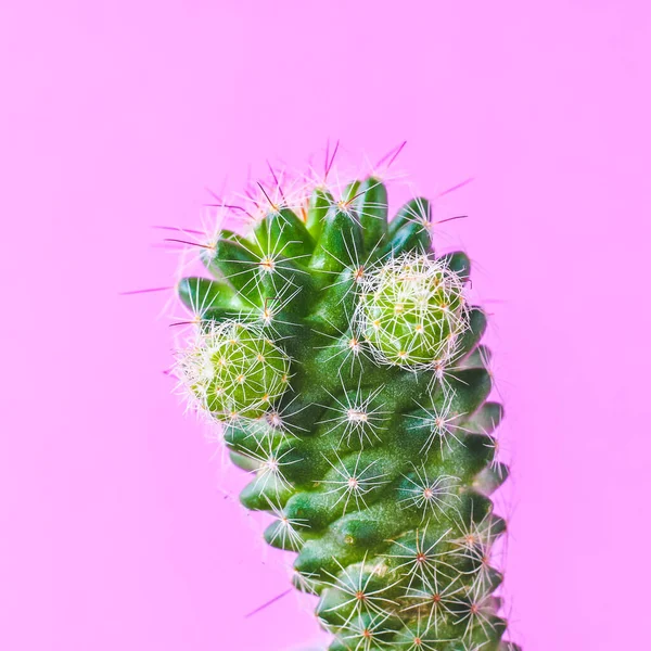Modne Rośliny Kaktusa Różowej Ścianie Tła Minimalny Styl Twórczy — Zdjęcie stockowe