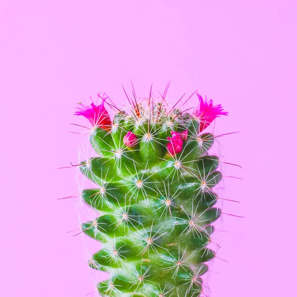 Trendy Cactus Plants Pink Background Wall Minimal Creative Style — Stock Photo, Image