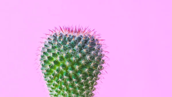 流行的仙人掌植物在粉红的背景墙 最小的创意风格 — 图库照片