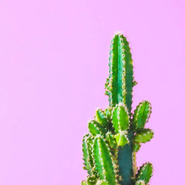 ピンクの背景の壁にトレンディなサボテンの植物 ミニマルな創作スタイル — ストック写真