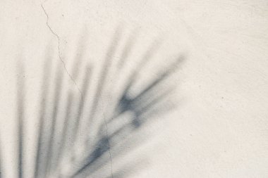 Beton duvardaki gölge yaprağının soyut arkaplan dokusu