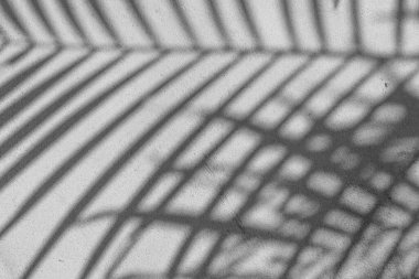 Beton bir duvardaki gölge yaprağının siyah ve beyaz soyut arkaplan dokusu.