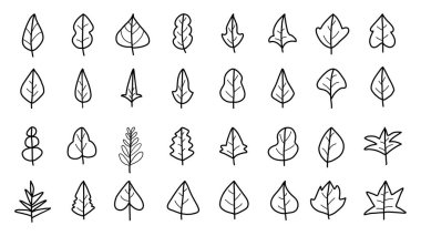 Vektör karalama seti. El yapımı Yapraklar