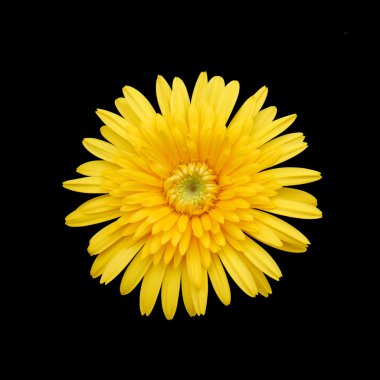 Sarı çiçek siyah arkaplanda izole edildi