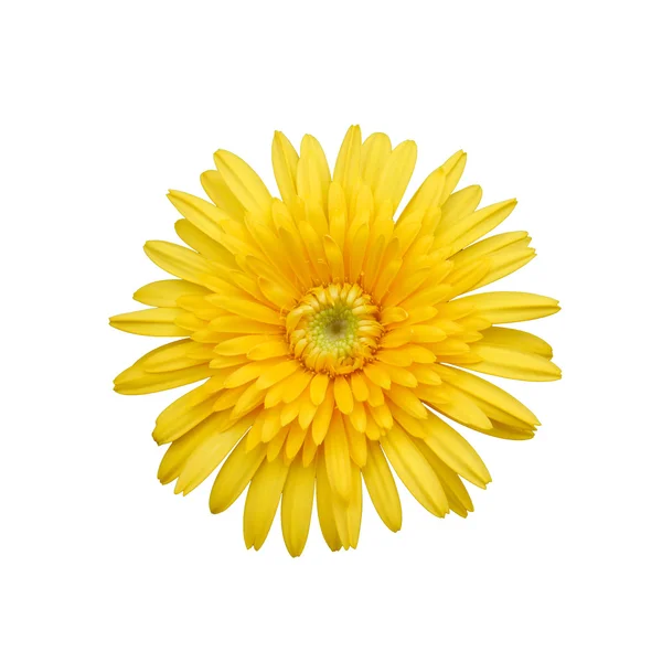 Beyaz arkaplanda izole edilmiş sarı çiçek — Stok fotoğraf
