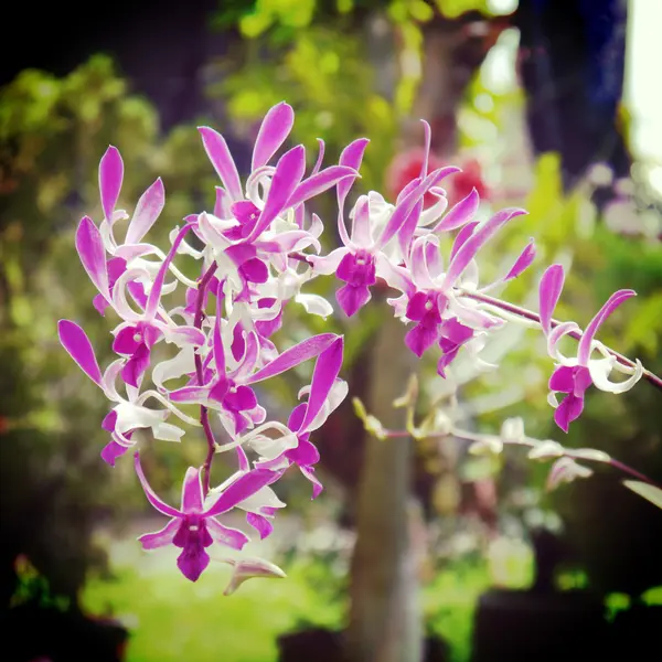 Orchidea kwiat starym stylu retro vintage — Zdjęcie stockowe
