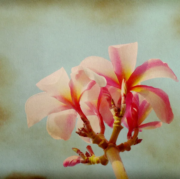 Pembe çiçek ile eski kağıt arka plan — Stok fotoğraf