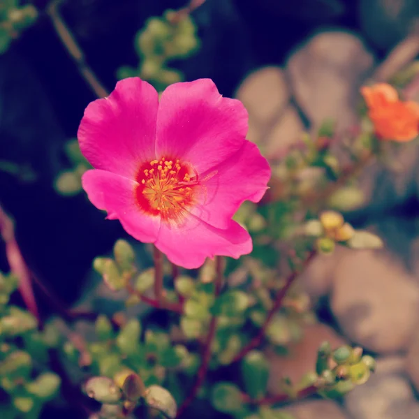 Flor en el jardín con efecto de filtro retro — Foto de Stock