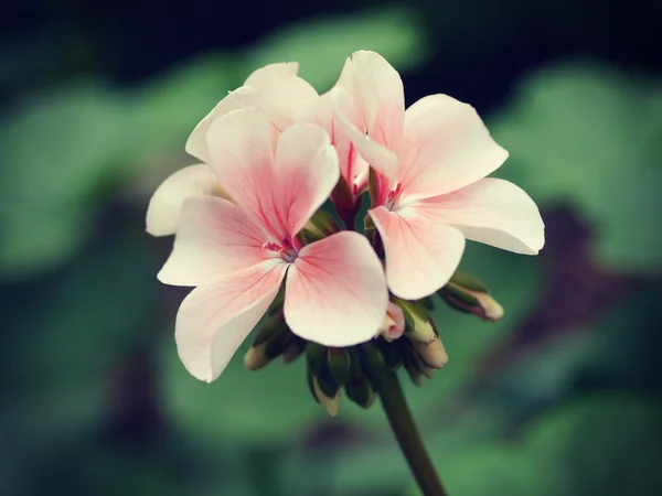 Flor en el jardín con efecto de filtro retro — Foto de Stock