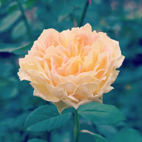 Rosa no jardim com efeito de filtro retro — Fotografia de Stock