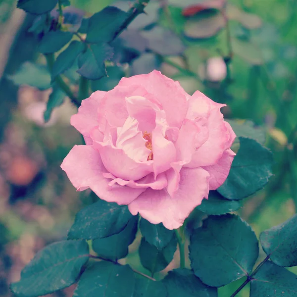 Троянда в саду з ефектом ретро фільтра — стокове фото