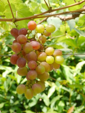 üzüm asmak bir asma dan demet