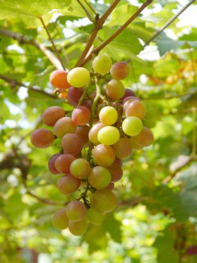 üzüm asmak bir asma dan demet