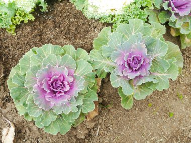 süs lahana bitkiler