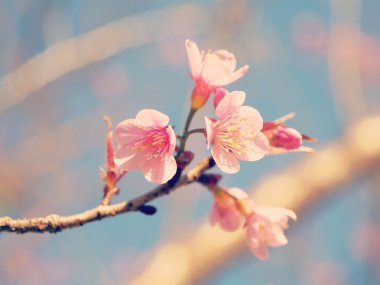 Pastel bahar Cherry blossoms ile retro filtre efekti sesleri